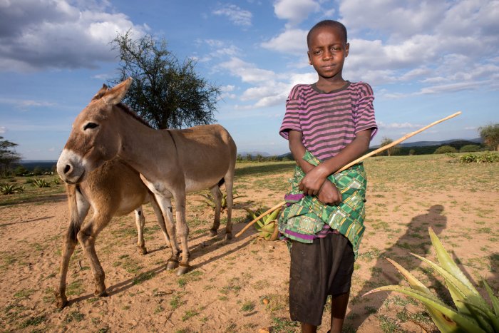 Lchekutis, los niños pastores masai